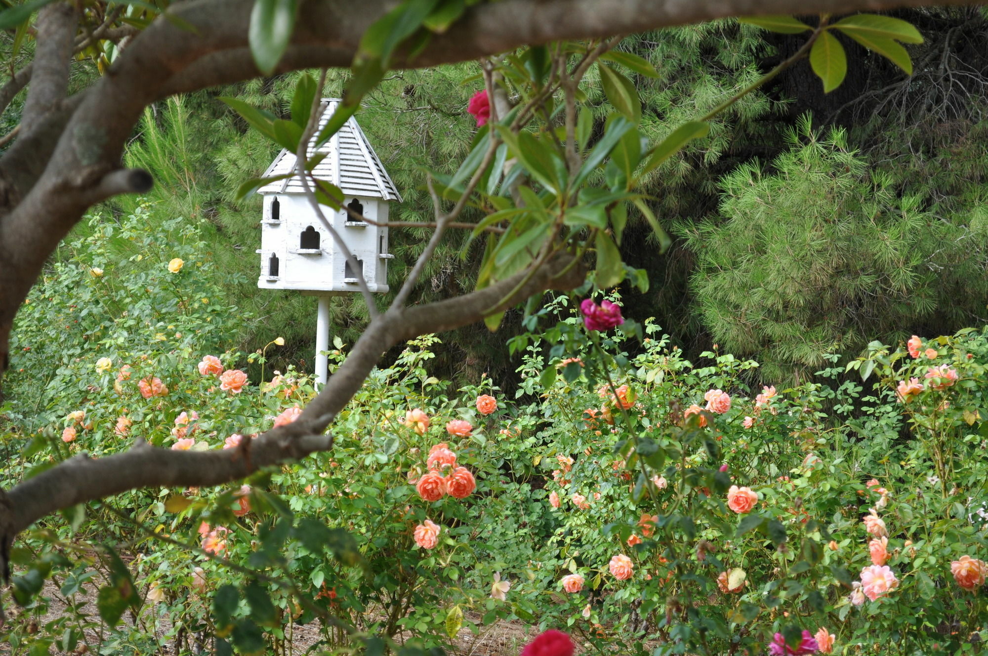 ลินดอชฮิลล์ Hotel Lyndoch ภายนอก รูปภาพ